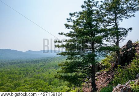 Summer Landscape, Pine Trees On A Rock Around A Green Forest