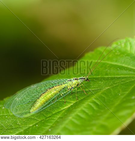 The Golden-eyed Insect (latin Chrysoperla Carnea) Sits On A Green Leaf, Close-up