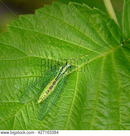 The Golden-eyed Insect (latin Chrysoperla Carnea) Sits On A Green Leaf, Close-up