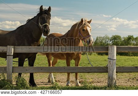 Two Horses With Its Halters And Ropes Are Standing Near A Wooden Fence In Outdoors.