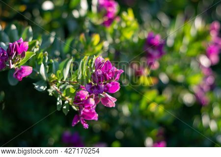 Sweet Pea Evergreen Shrub Or Polygala Fruticosa. South African Purple, Asymmetrical Flowers. Petite 