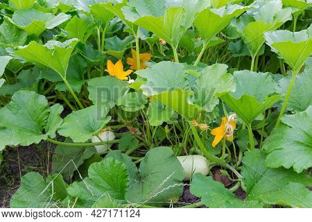 Fragment Of The Plantation Of Vegetable Marrow With Flowers And White Fruitage Among The Stems And L