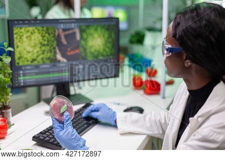 African Chemist Researcher Holding Petri Dish With Vegan Meat In Hands While Typing Genetic Mutation