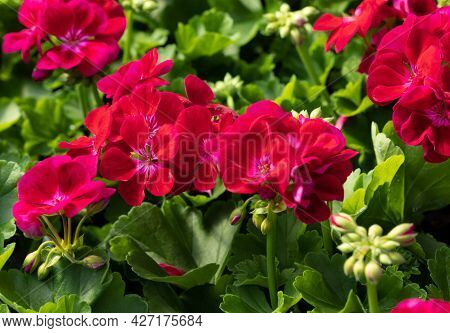 Pelargonium Flowers Commonly Known As Geraniums, Pelargoniums Or Storksbills And Fresh Green Leaves 