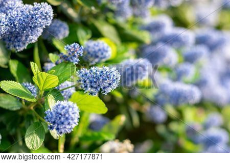 Blooming Purple Californian Lilac Flowers. Ceanothus Thyrsiflorus Blue Flower In The Garden. Copy Sp