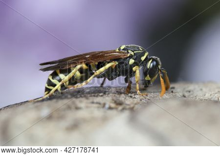 European Paper Wasp, Polistes Dominula In The Ground