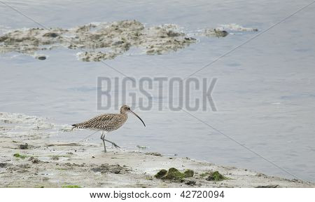 Whimbrel, Santona, Cantabria สเปน