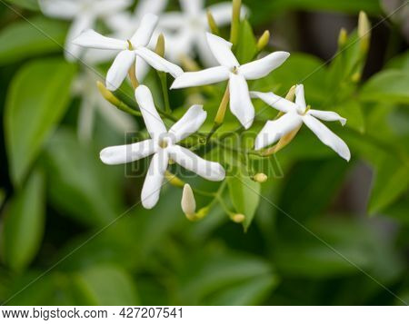 White Flowers Of Cape Jasmine, Trachelospermum Jasminoides, In The Park. High Quality Photo