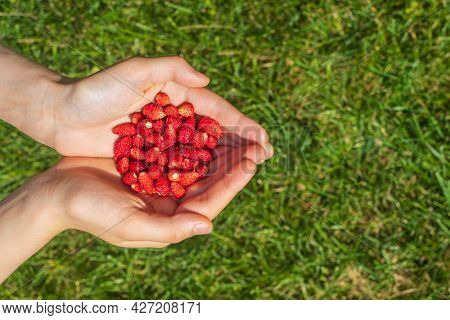 Handful Of Red Forest Strawberries In Palms. Ripe Fresh Wild Strawberry In Hands On Green Grass Back