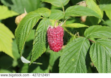 Ripe Rasperries In The Summer In The Garden