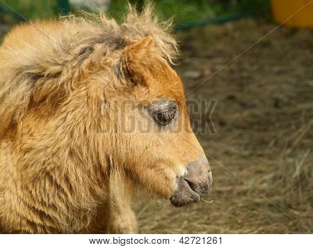 Pony