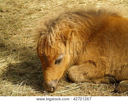 Pony