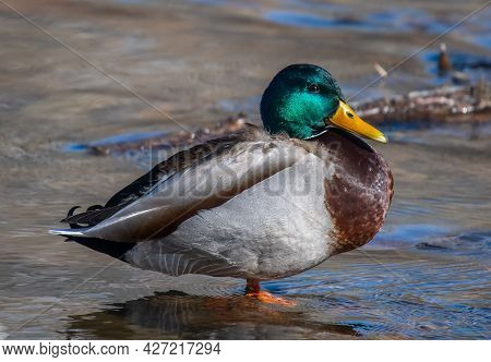 A Beautiful And Vibrantly Colored Drake Mallard Rests In The Shallow Waters Of A Colorado River.