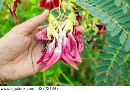 The Red Agasta Flower Was On The Hand Of A Gardener. Red Agasta Flowers Are Ready To Be Cooked. Fres