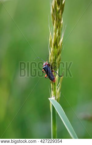 Close Up Of A Beetle, Insect On A Plant.