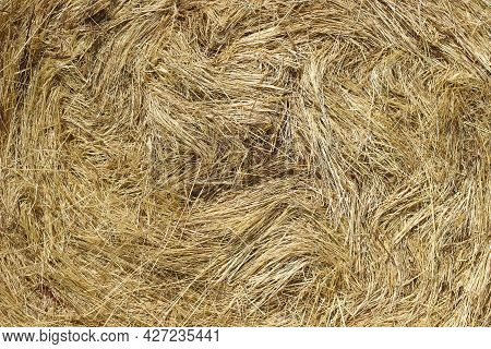 Dry Hay Texture For Background. Close Up Photo Of Straw. Bale Of  Yellow Grass For Fodder. Autamn Ha