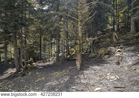 Some Deers In A Forest In Aran Park In Aran Valley In Catalonia