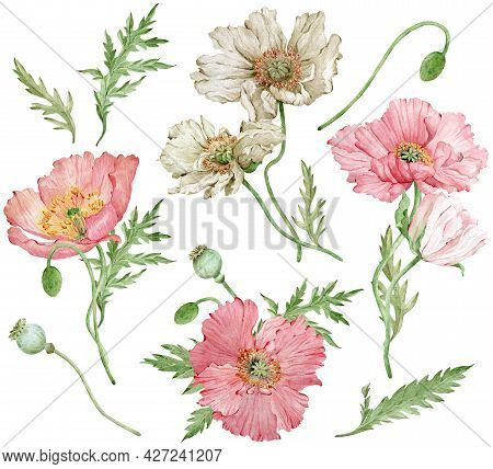 Watercolor Hand-drawn Set Of Iceland Pink And White Poppies And Green Leaves. Beautiful Flowers