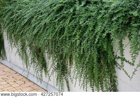 The Broom-growing Shrub Cannot Do Without Support. If It Is Not Tied To A Support, It Grows Recumben