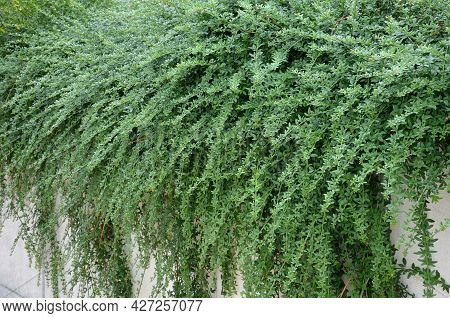 The Broom-growing Shrub Cannot Do Without Support. If It Is Not Tied To A Support, It Grows Recumben
