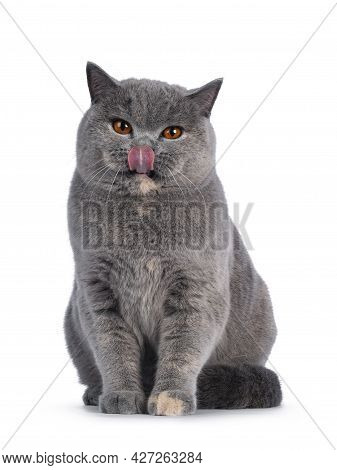 Fabulous Young Adult Blue Tortie British Shorthair Cat, Sitting Up Front View. Looking Towards Camer