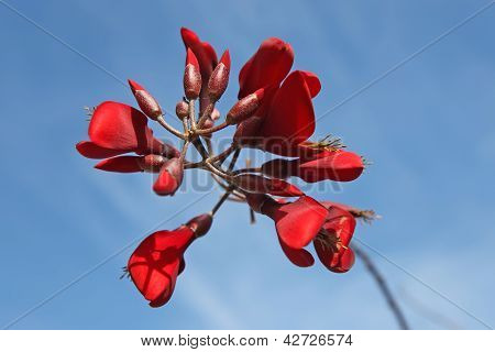 꽃 산호 나무 (erythrina)