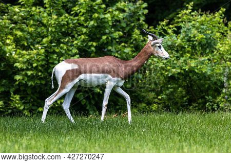 The Nyala, Tragelaphus Angasii Is A Spiral-horned Antelope Native To Southern Africa. It Is A Specie
