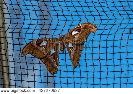 Atlas Moth, Attacus Atlas, These Are The Largest Moths In The World With A Wingspan From 10-12 Inche