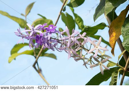 Queens Wreath, Bluebird Vine, Sandpaper Vine, Purple.