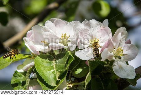 Apple Tree Blooms In The Garden. Bees Collect Nectar And Pollen