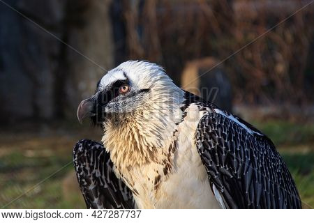 Close-up Portrait Of Beautiful Mountain Bird Bearded Vulture Sitting On The Stone Rock.