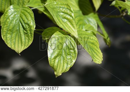 Flowering Dogwood Cherokee Chief Leaves - Latin Name - Cornus Florida Cherokee Chief