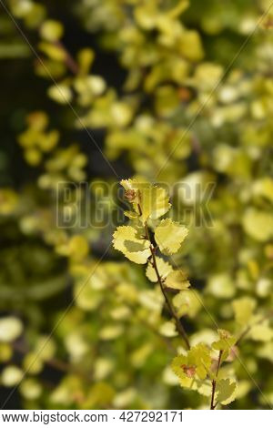 Artctic Dwarf Birch Golden Treasure - Latin Name - Betula Nana Golden Treasure