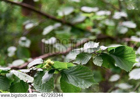 Young Hazelnut, Green Hazelnuts, Grow On A Tree Young Hazelnuts, Hazelnuts, Kobnat. Hazelnut With Le