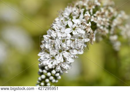 Gooseneck Loosestrife - Latin Name - Lysimachia Clethroides