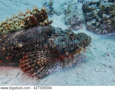 Scorpena Lies At The Bottom Of The Red Sea