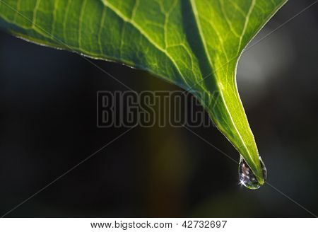 Dewdrop na płatek Trillium