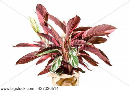 Exotic Calathea Stromanthe Sanguinea Triostar Or Tricolor Plant Leaves With White Variegation Spot P