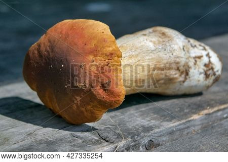 Forest Edible Mushroom Close Up. Freshly Picked Boletus On Wooden Background. Ceps Boletus Edulis Ov
