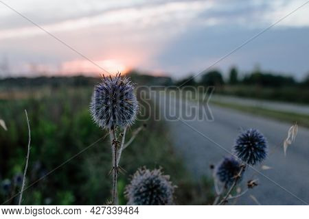 Bluehead Flower Close-up At Sunset. Concept Of Wild Plants And Wildflowers