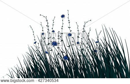 Chicory Flower And Branches With Grass Isolated On White Background. Vector Illustration