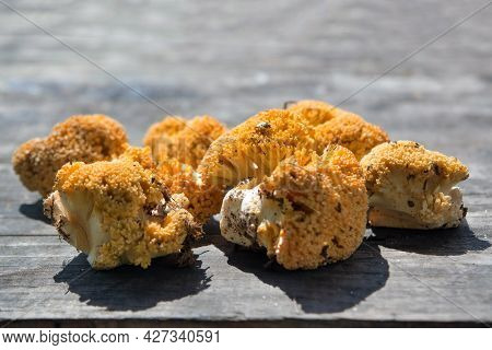 Forest Edible Mushroom Ramaria Flava On The Background Of An Old Wooden Table Close-up.