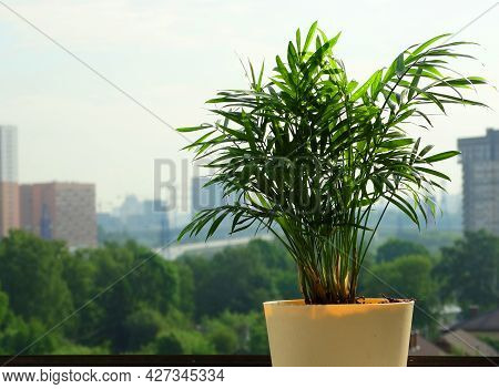 Chrysalidocarpus Areca Palm Tree In A Yellow Flower Pot Stands On The Windowsill. Through The Window