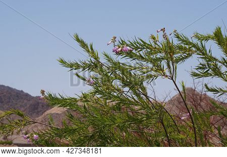 Desert Willow (or Chilopsis Linearis) In Bloom