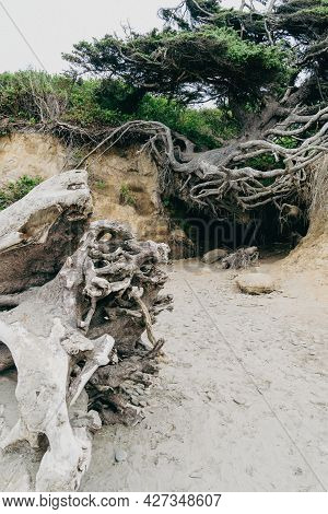 The Tree Of Life Along The Washington Coastline Of The Pacific Ocean, In Olympic National Park