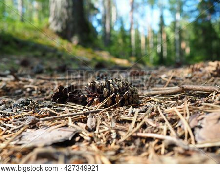 Pine Or Spruce Cones Lie On Old Dried Up Foliage And On Pine Needles. Close-up. Forest Path In A Con