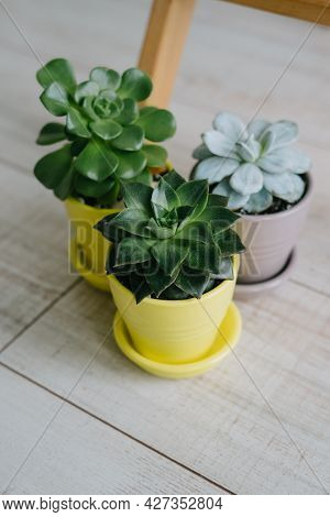 Three Plants In Yellow And Gray Pots.