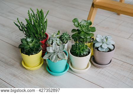 Succulents Of Colored Pots Stand On The Floor.