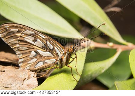 Close Up Of A Butterfly. It Has Spotted Wings. It Is Resting On A Green Leaf In The Garden. You Can 
