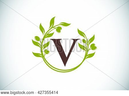 Initial Letter V Sign Symbol With Olive Branch Wreath. Round Floral Frame Made By The Olive Branch. 